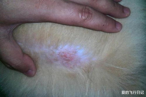 尿蛋白是什么原因引起的 尿蛋白是什么原因引起的