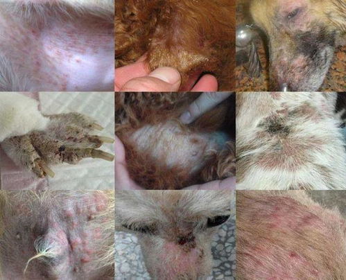 女性梅毒口腔会有什么症状 女性梅毒口腔会有什么症状