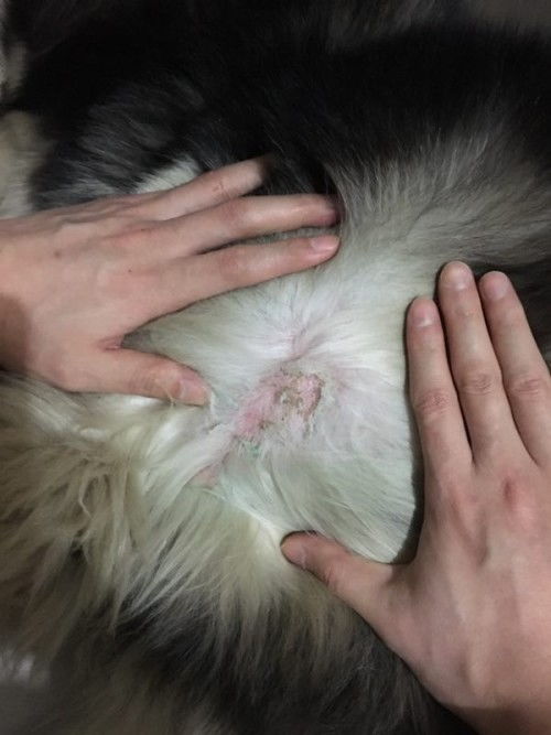 阴囊湿疹有哪些症状 阴囊湿疹有哪些症状