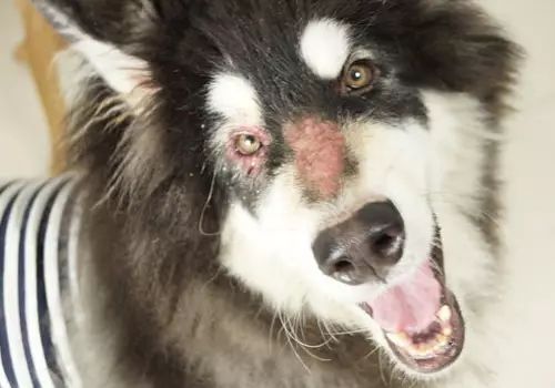 荨麻疹的预防需要注意什么 荨麻疹的预防需要注意什么