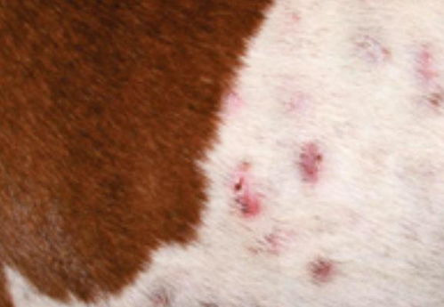 荨麻疹是夏季好发皮肤病 荨麻疹是夏季好发皮肤病