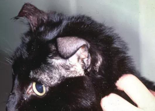 ����ͷ����ţƤѢ��ʲô֢״